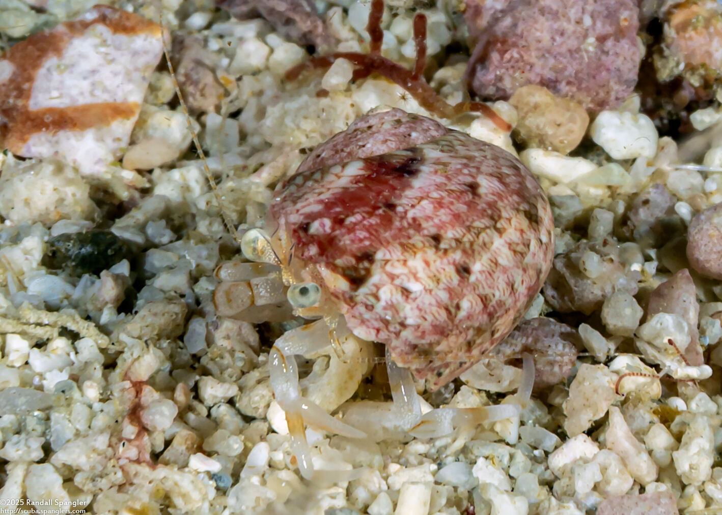 Catapagurus sp.2 (Catapagurus sp.2)