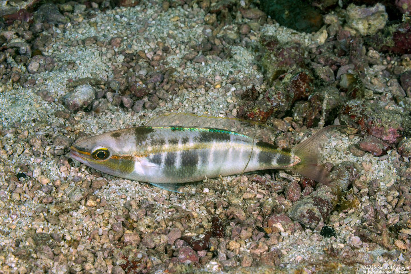 Pentapodus setosus (Butterfly Whiptail)