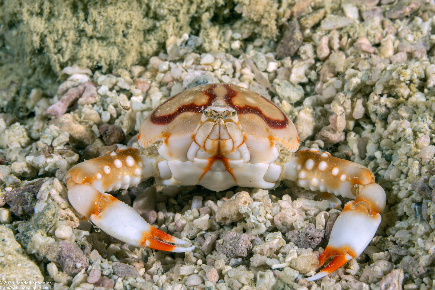 Leucosia anatum (Pebble Crab)