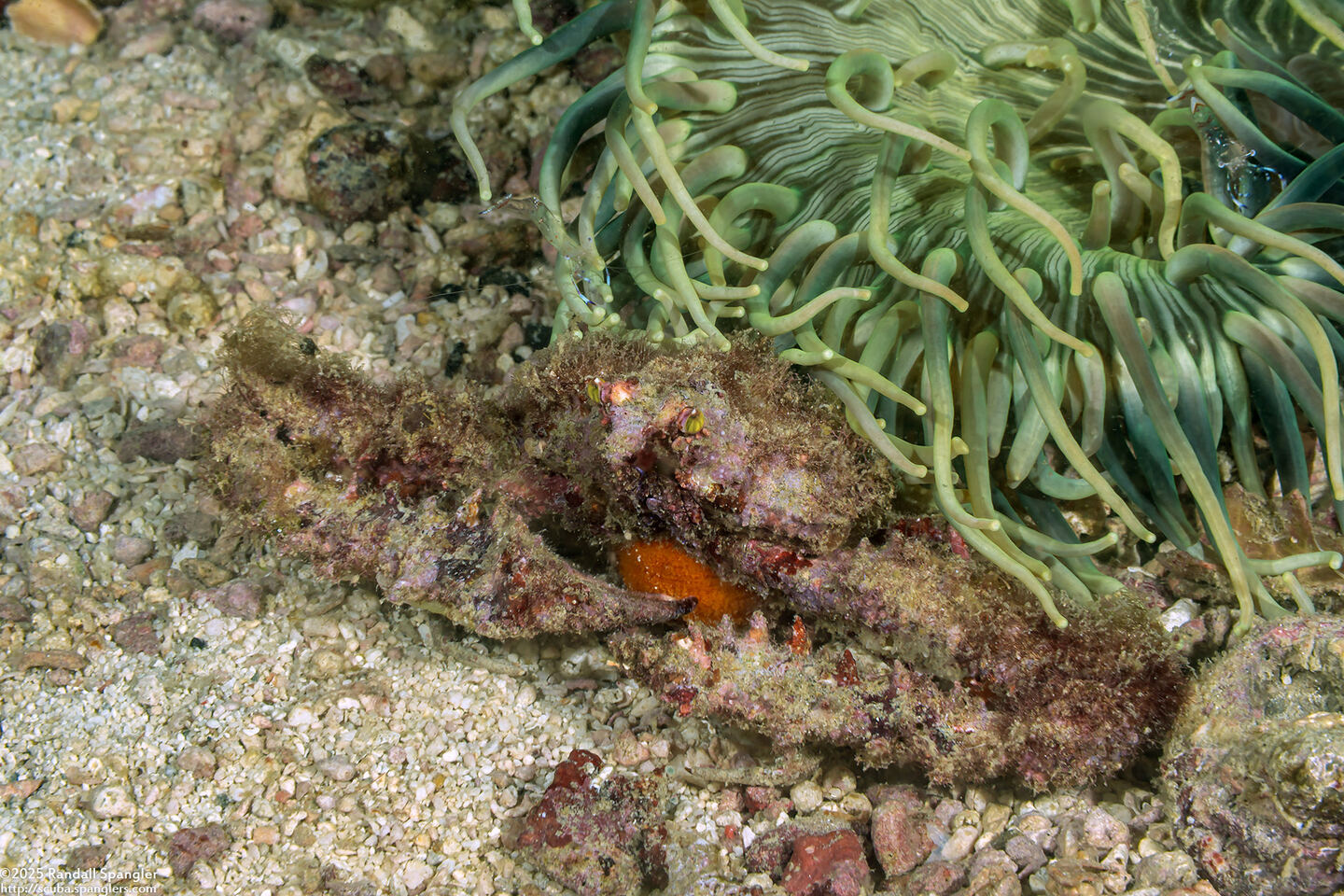 Rhinolambrus contrarius (Variable Elbow Crab)