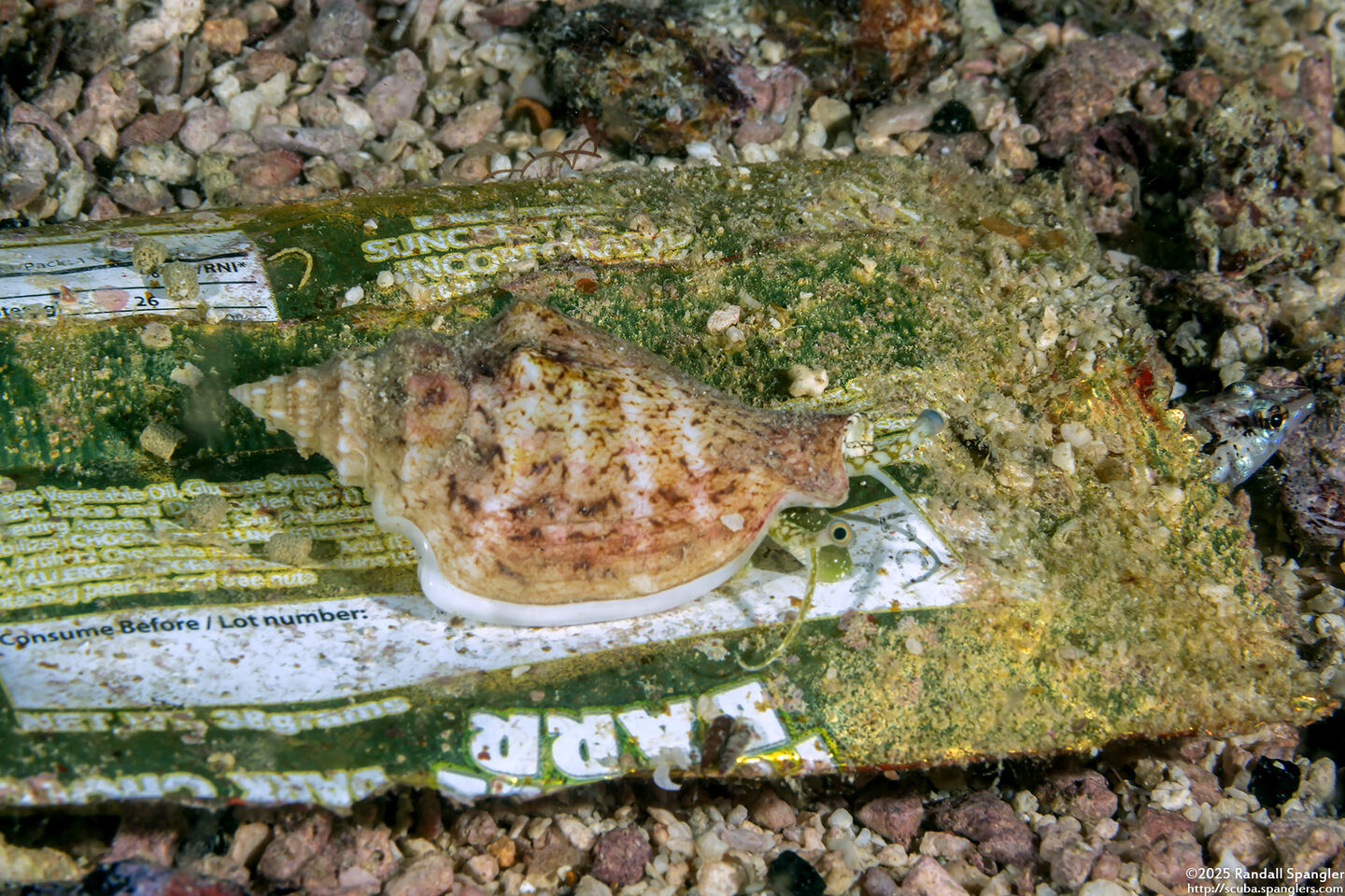 Ministrombus variabilis (Variable Conch)