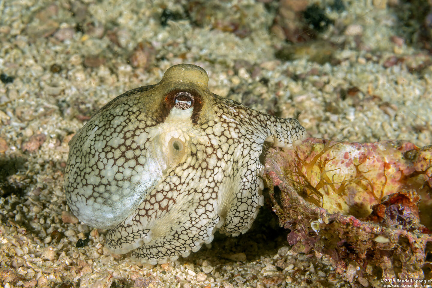 Amphioctopus marginatus (Coconut Octopus)