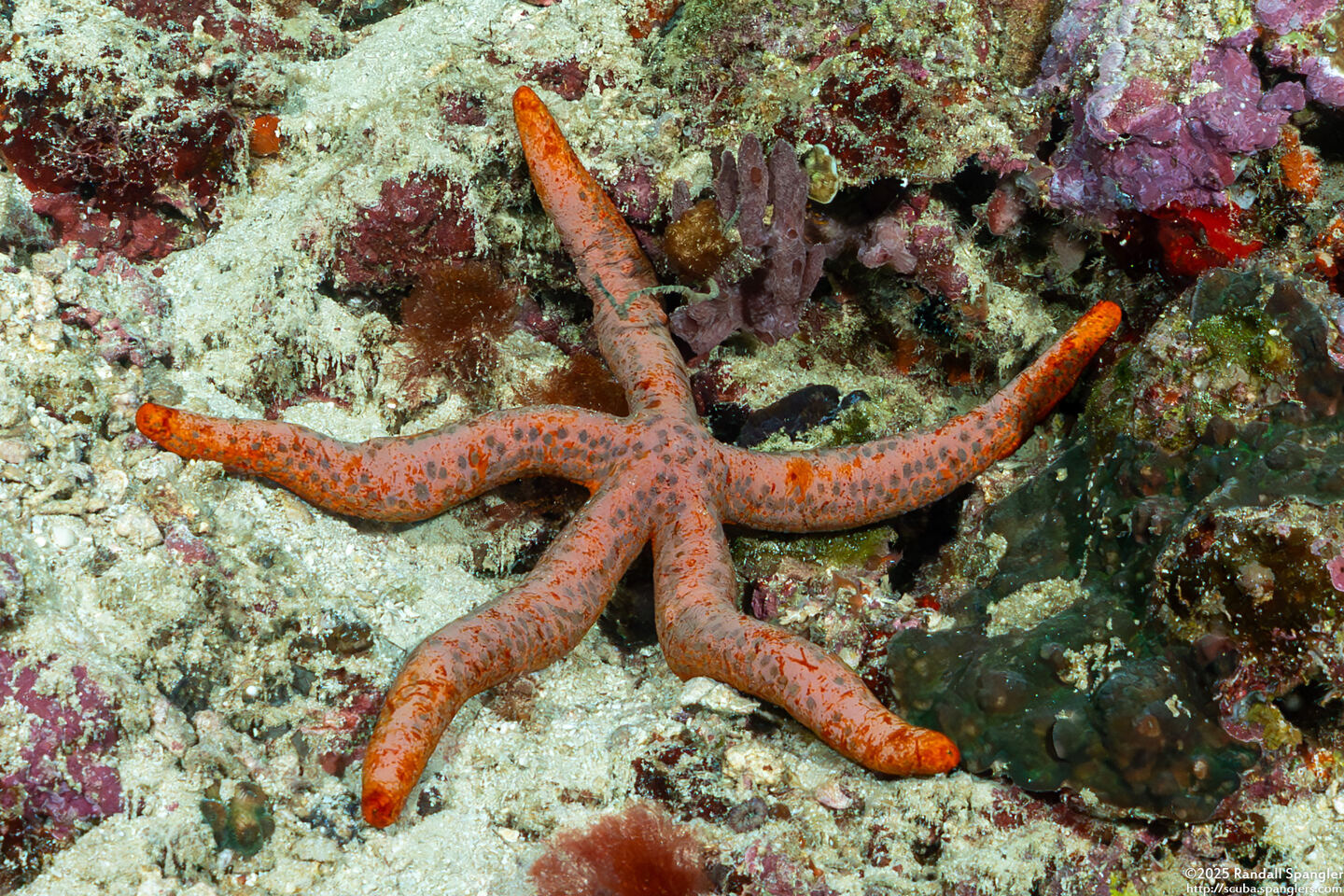 Linckia laevigata (Blue Sea Star)