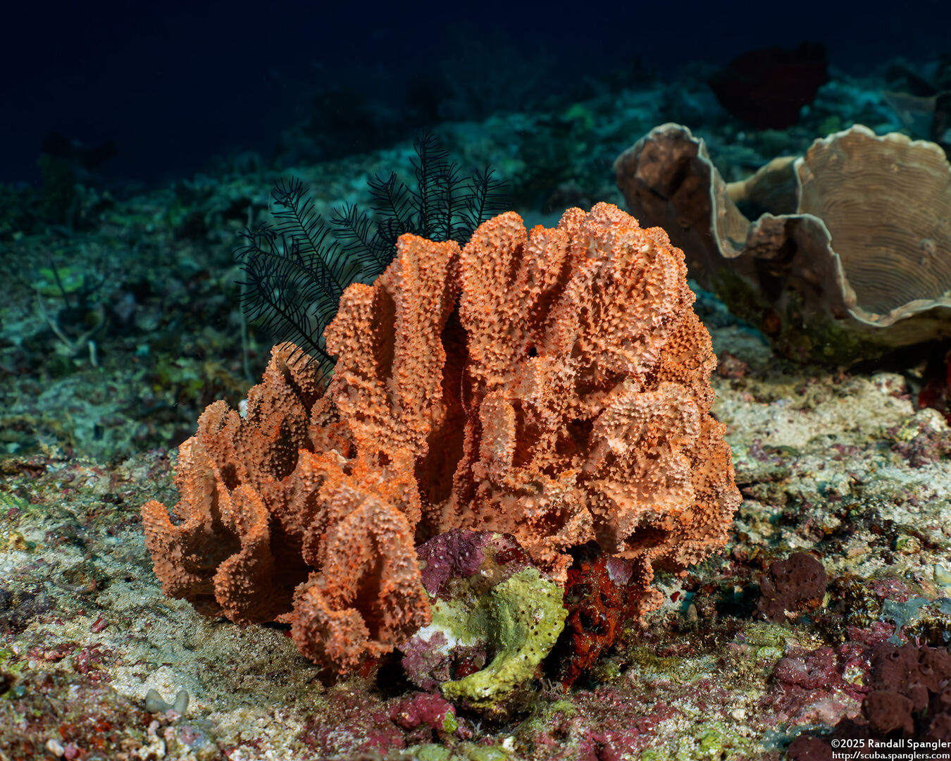 Stylissa carteri (Stylissa Carteri)