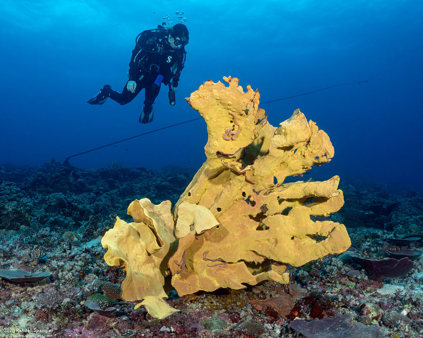 Ianthella basta (Elephant Ear Sponge)
