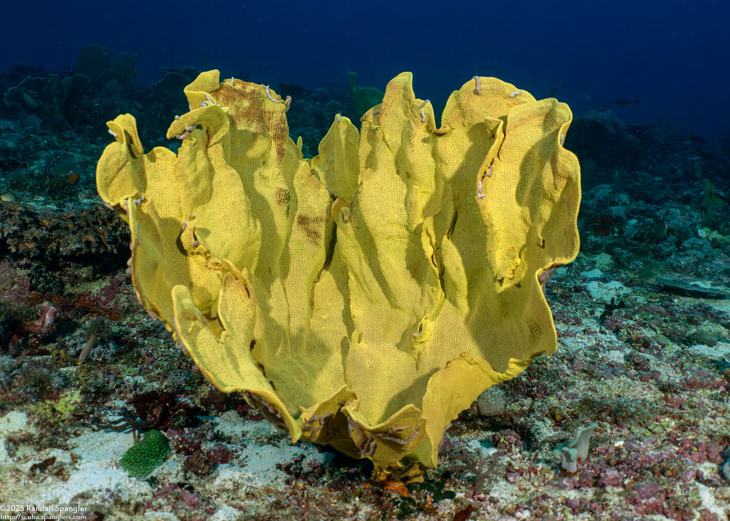 Ianthella basta (Elephant Ear Sponge)