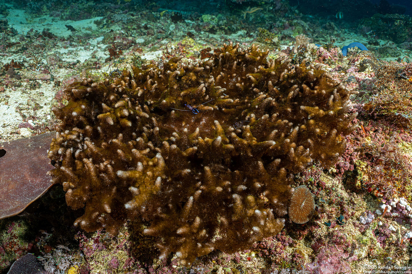 Phyllodiscus semoni (Mimic Anemone)