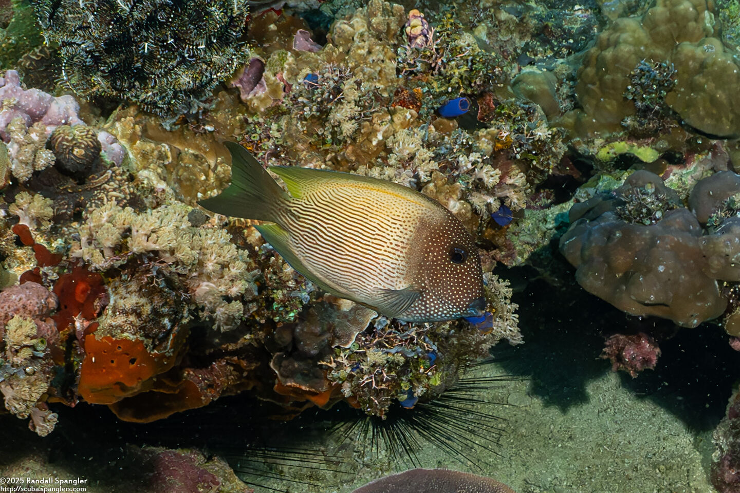 Ctenochaetus cyanocheilus (Bluelipped Bristletooth)