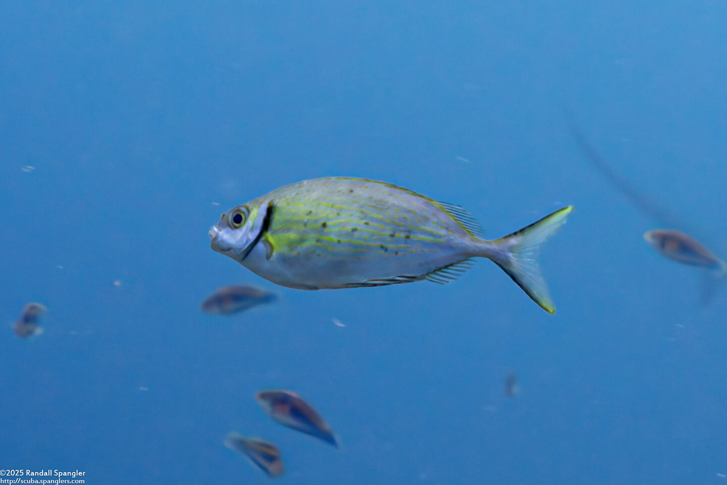 Siganus argenteus (Forktail Rabbitfish)