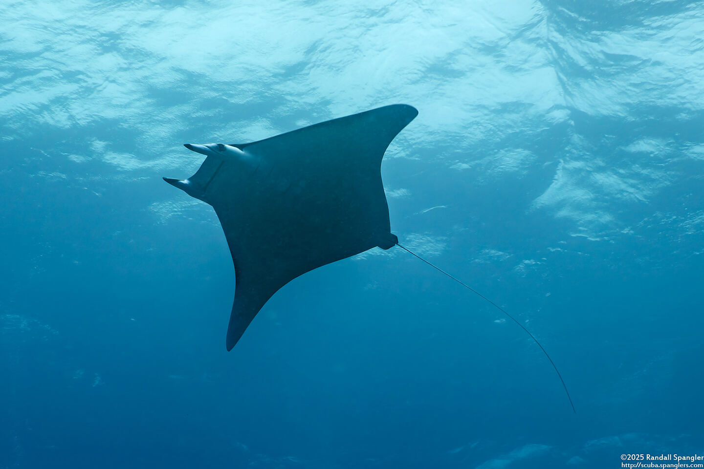 Mobula alfredi (Coastal Manta Ray)