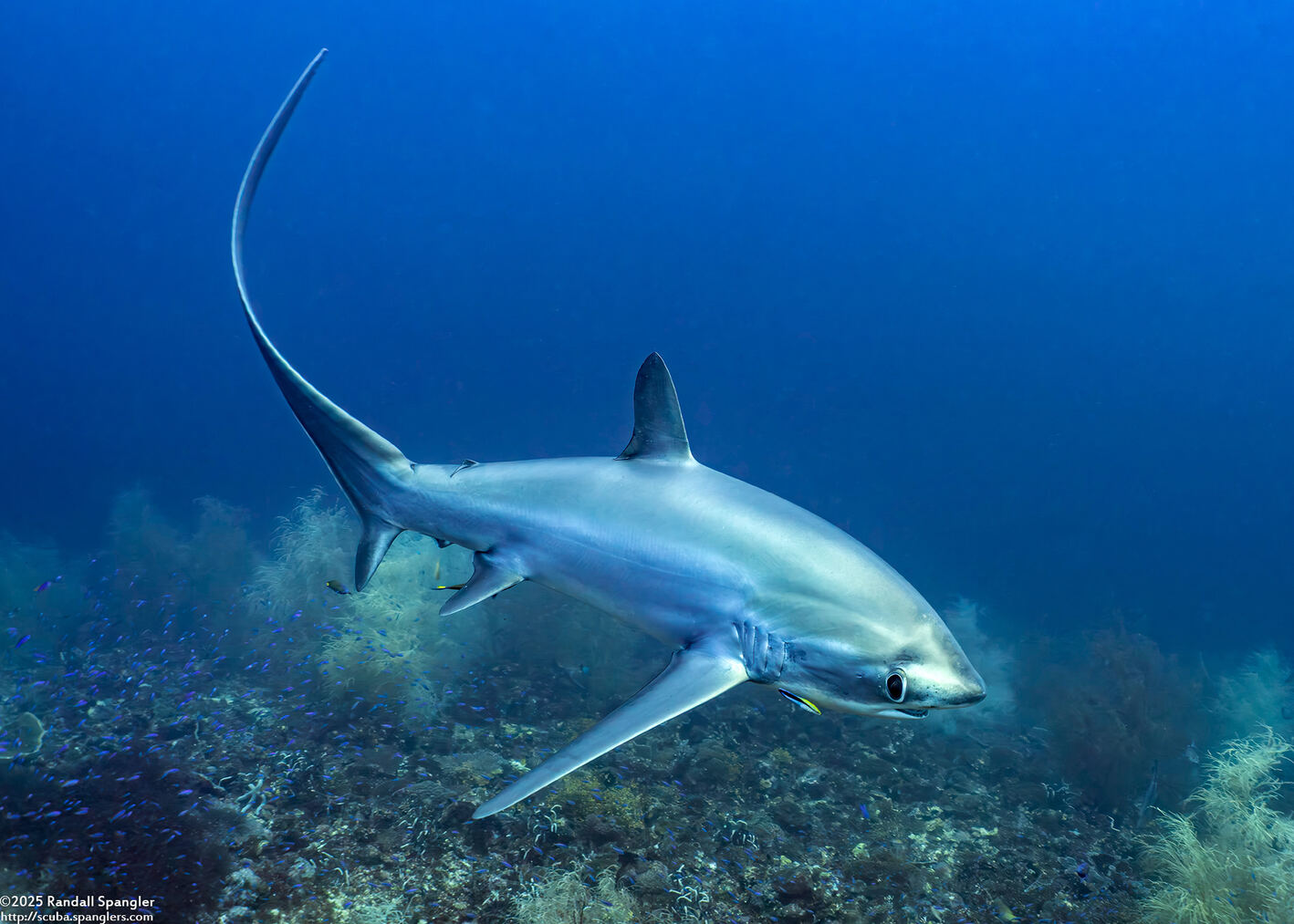 Alopias pelagicus (Pelagic Thresher Shark)