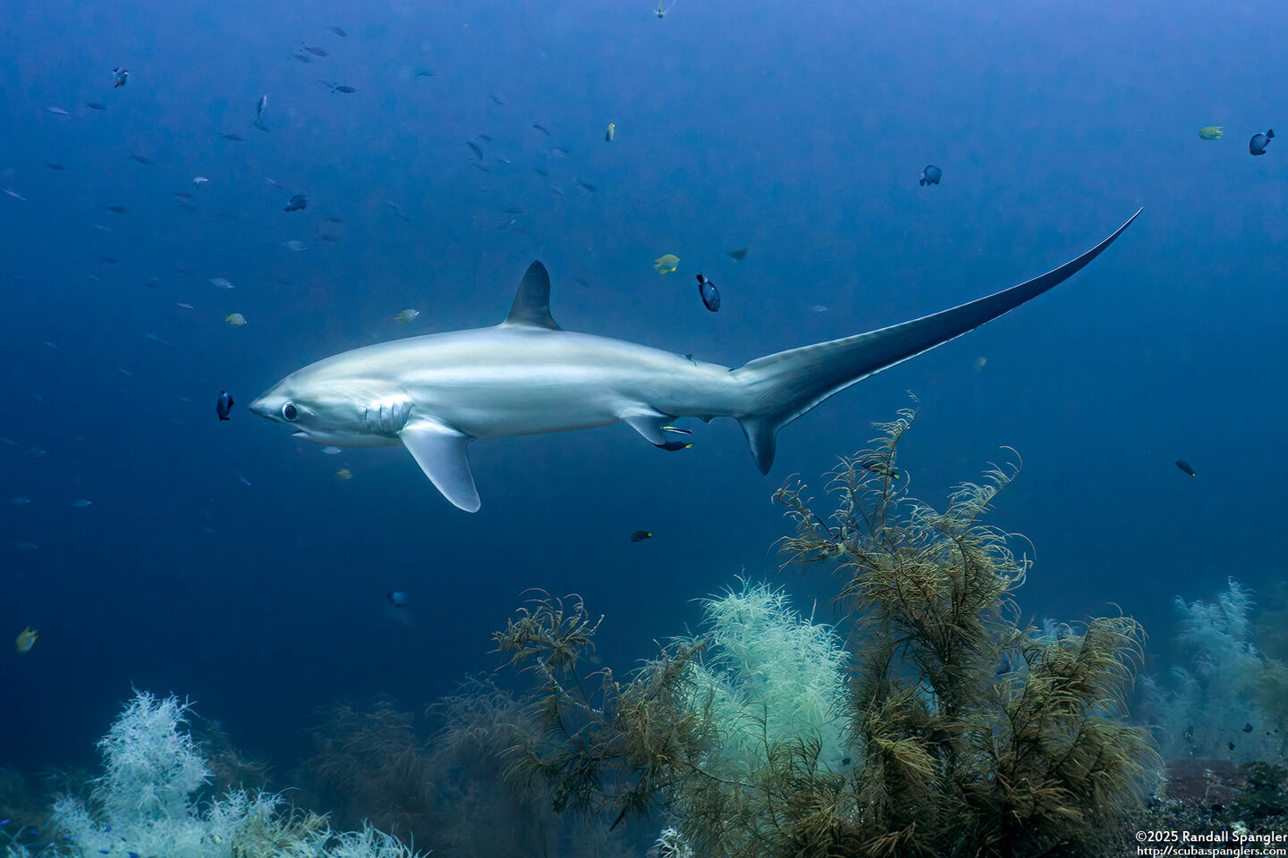 Alopias pelagicus (Pelagic Thresher Shark)
