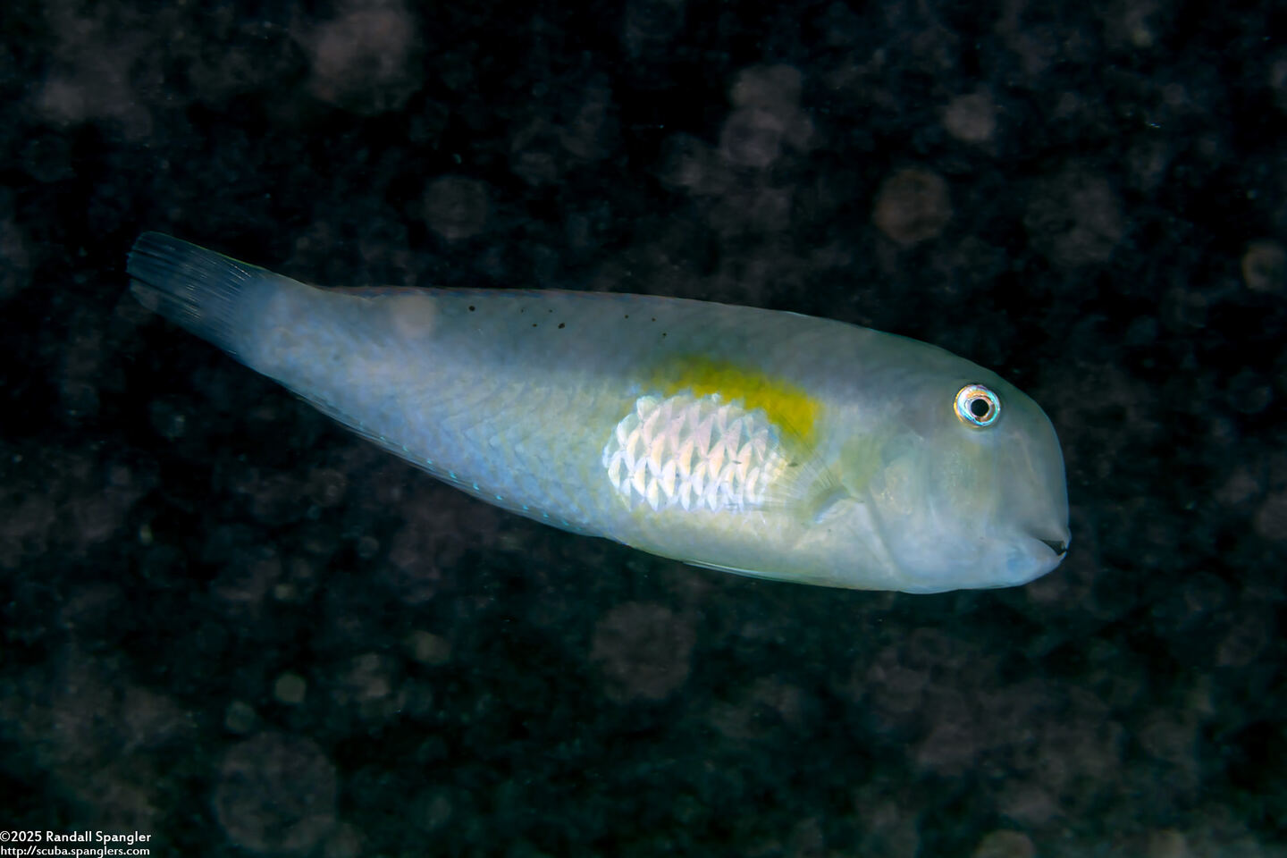 Iniistius melanopus (Finspot Razorfish)