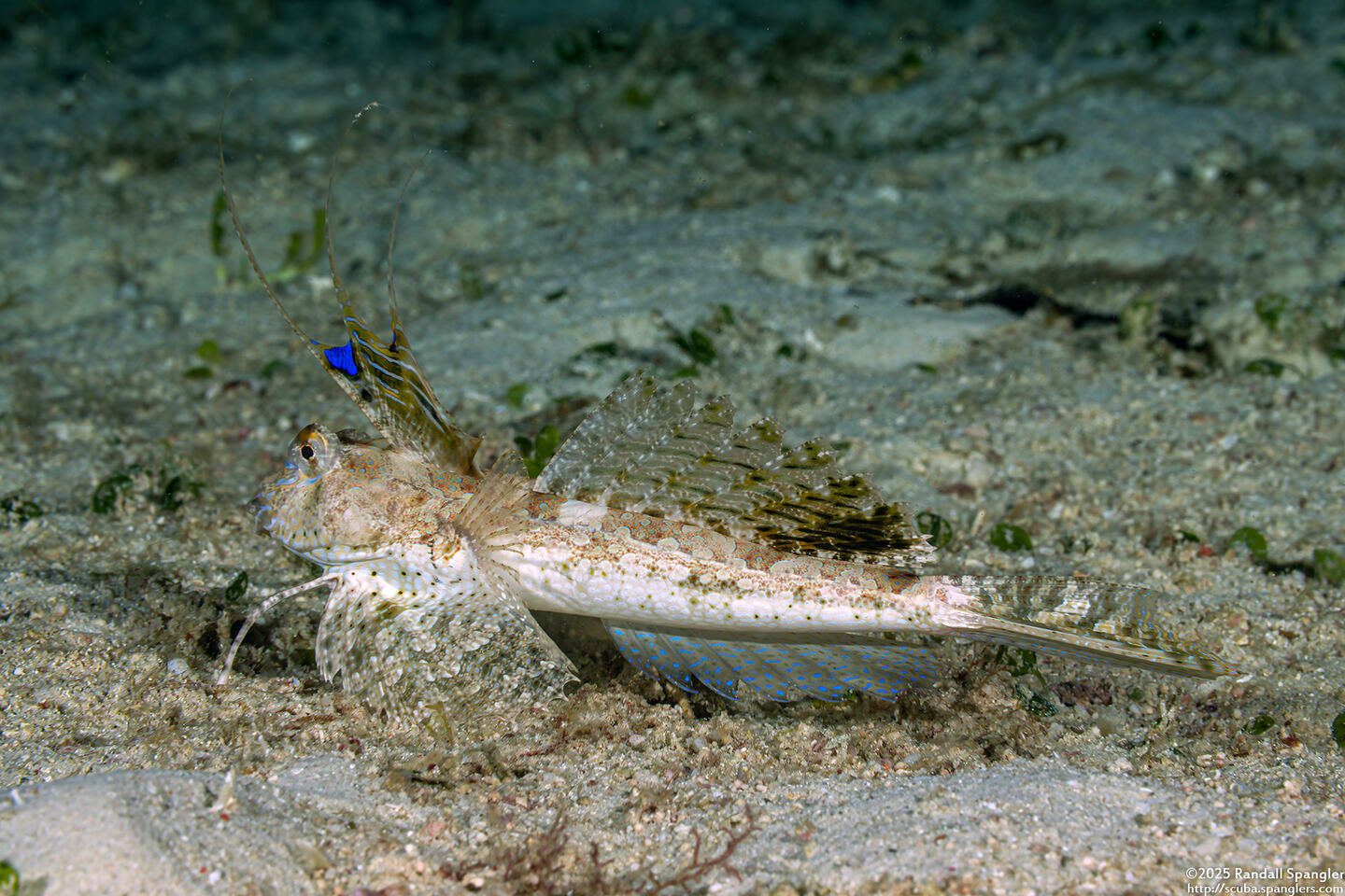 Dactylopus dactylopus (Fingered Dragonet)