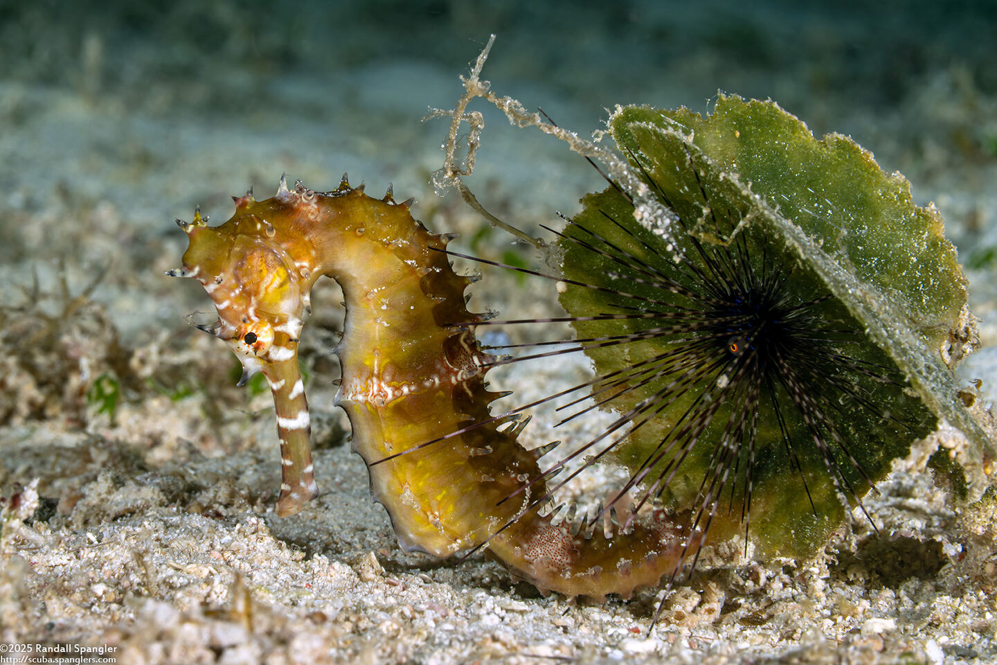 Hippocampus histrix (Thorny Seahorse)