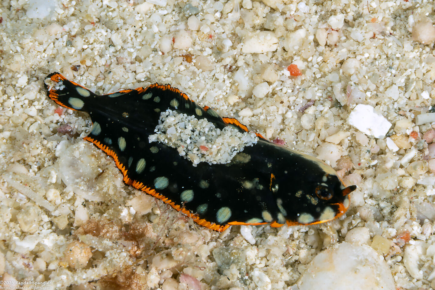 Soleichthys maculosus (Whiteblotched Sole)