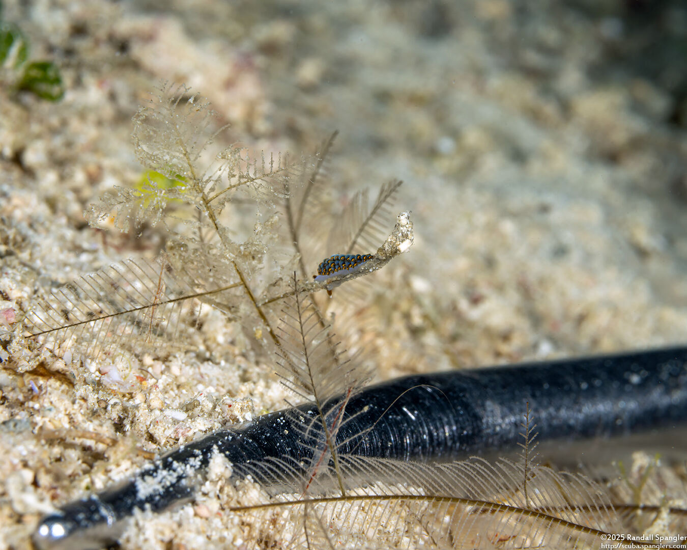 Trinchesia sp.3 (Blue Trinchesia)