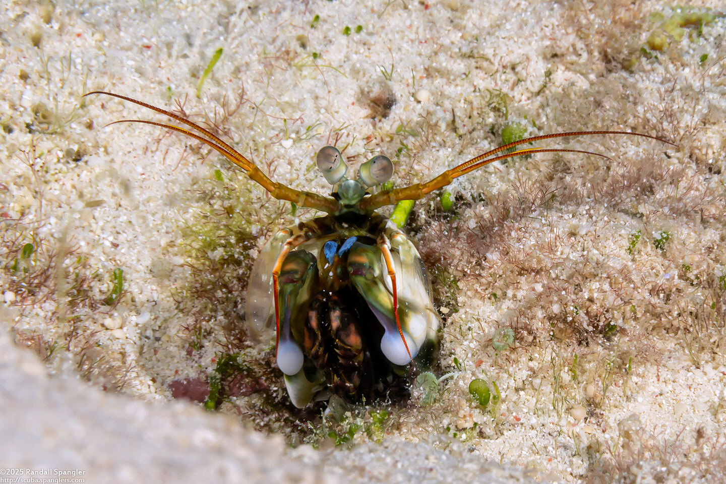 Haptosquilla stoliura (Blue Spot Mantis)