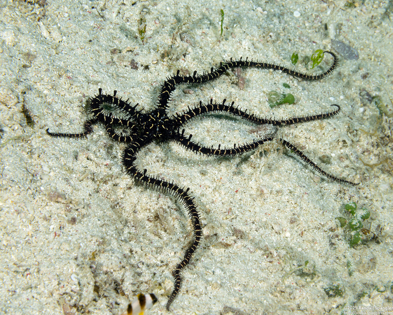 Ophiomastix flaccida (Flaccid Brittle Star)