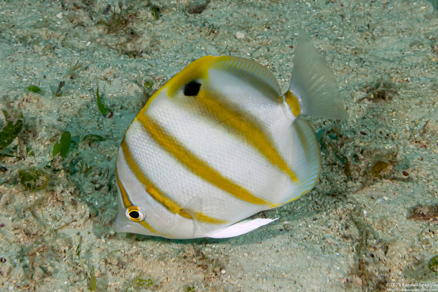 Parachaetodon ocellatus (Sixspine Butterflyfish)