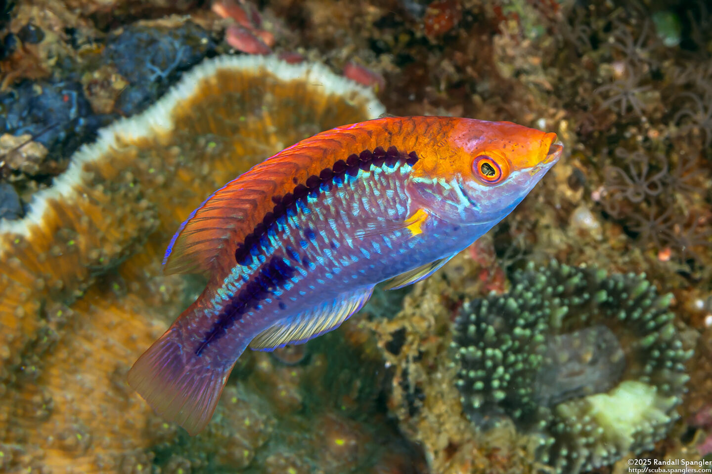Cirrhilabrus lubbocki (Yellowback Fairy Wrasse)