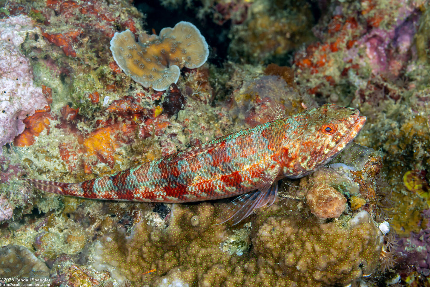 Synodus variegatus (Reef Lizardfish)