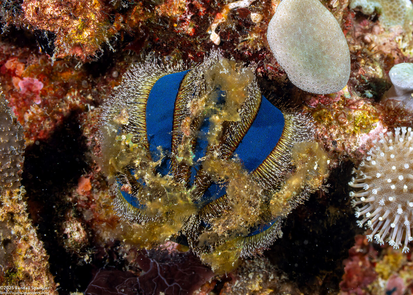 Mespilia globulus (Globe Urchin)