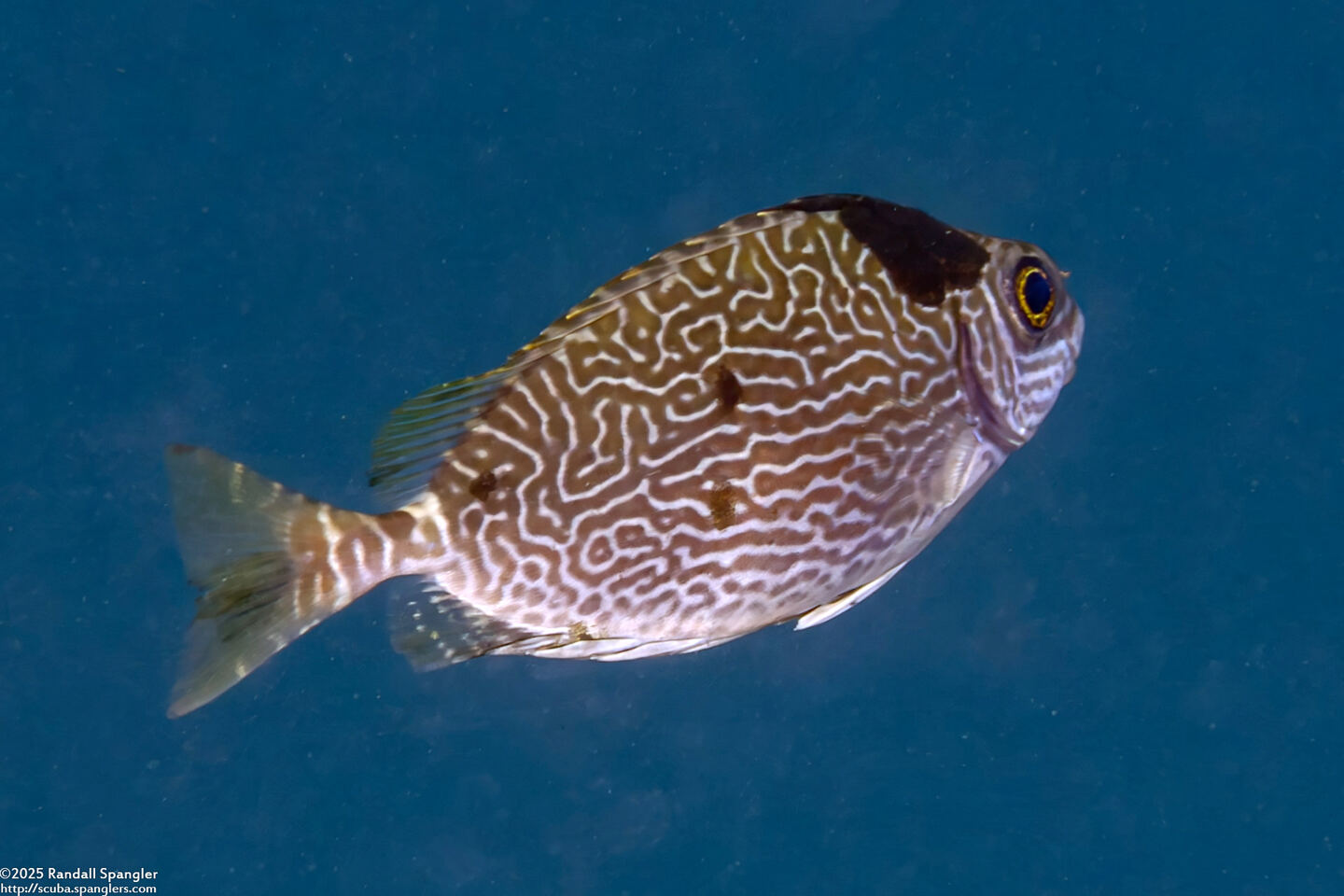 Siganus spinus (Scribbled Rabbitfish)