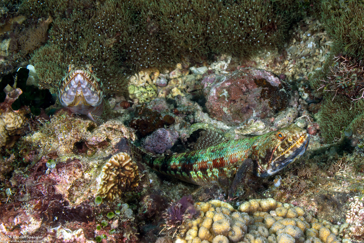 Synodus variegatus (Reef Lizardfish)
