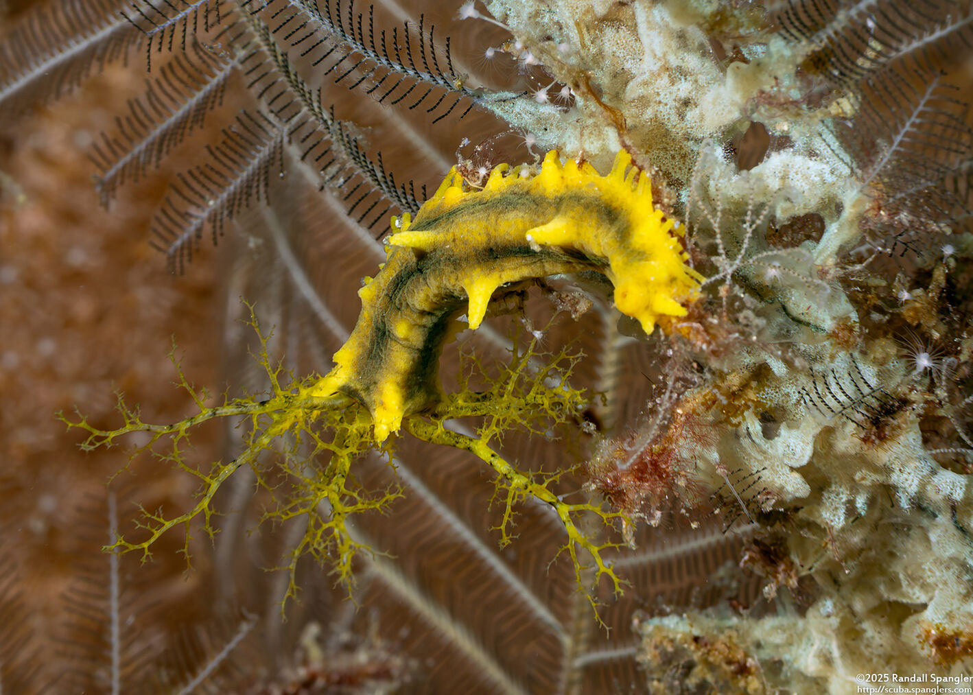 Colochirus robustus (Yellow Sea Cucumber)