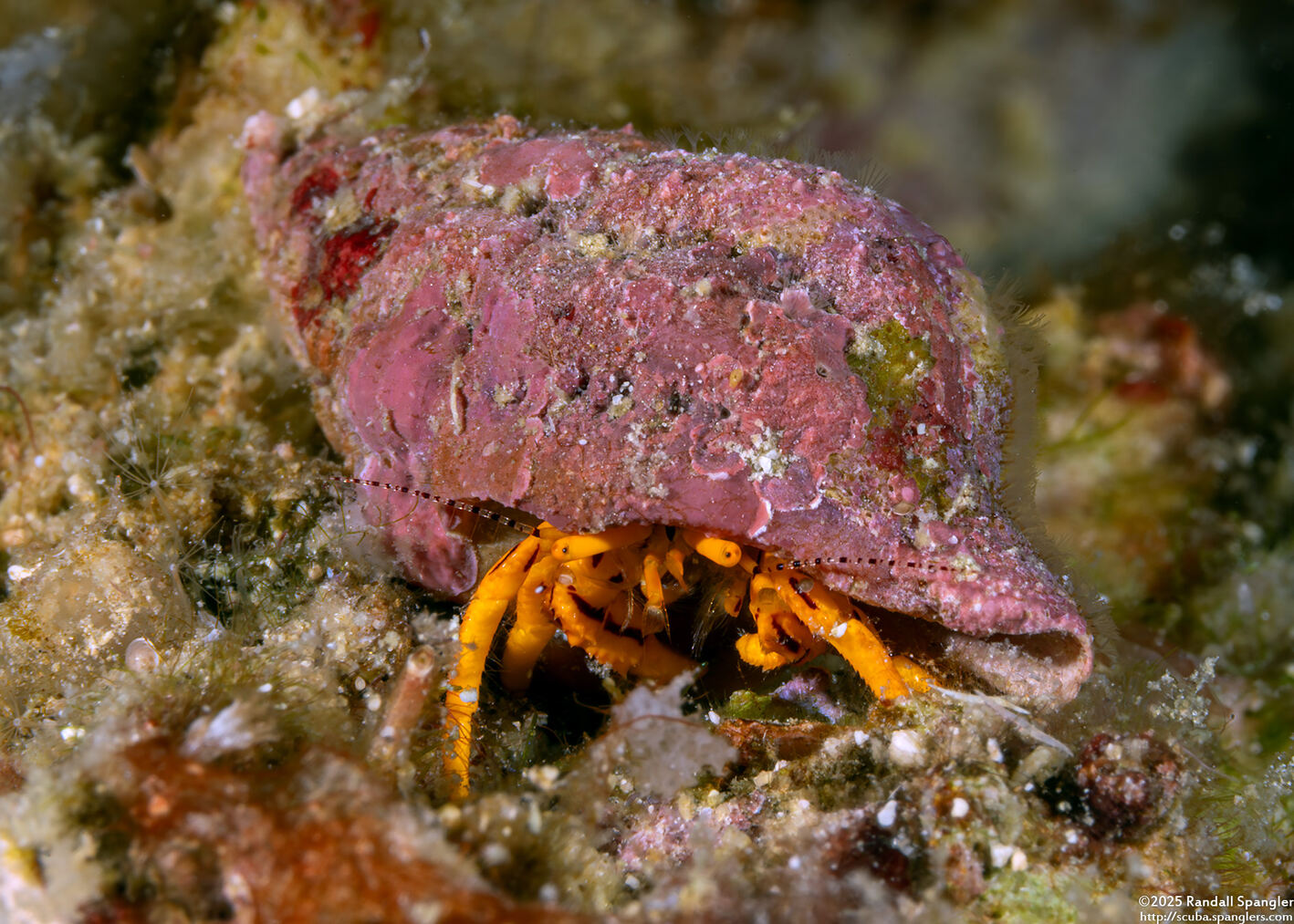 Pseudopaguristes kuekenthali (Orange Hermit Crab)