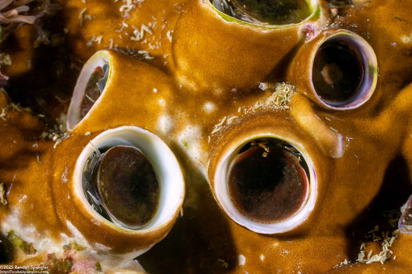 Ceraesignum maximum (Great Coral Worm Shell)