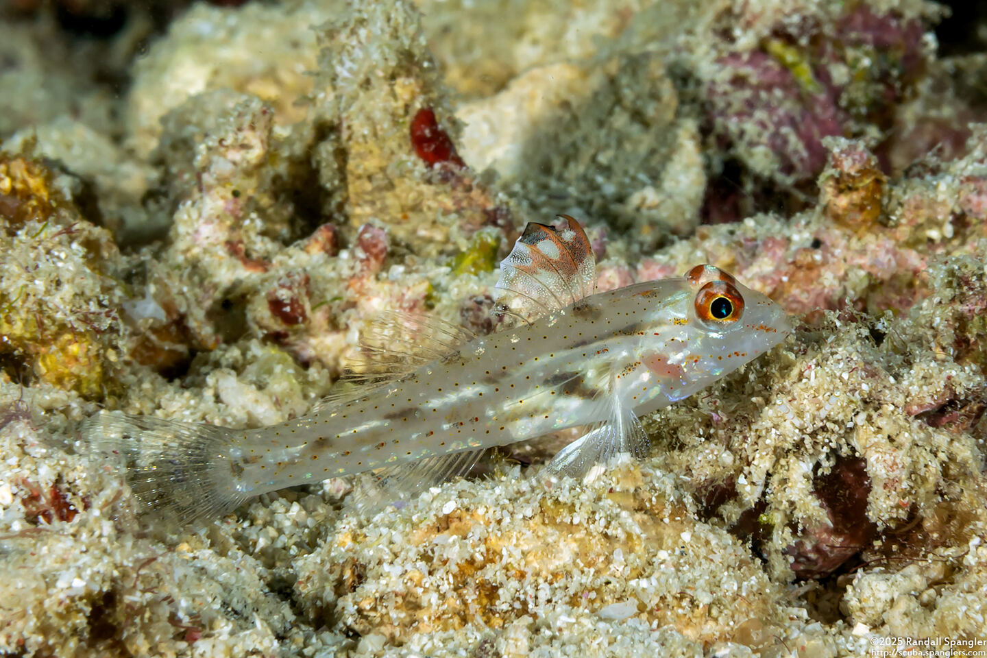 Fusigobius signipinnis (Signalfin Sandgoby)