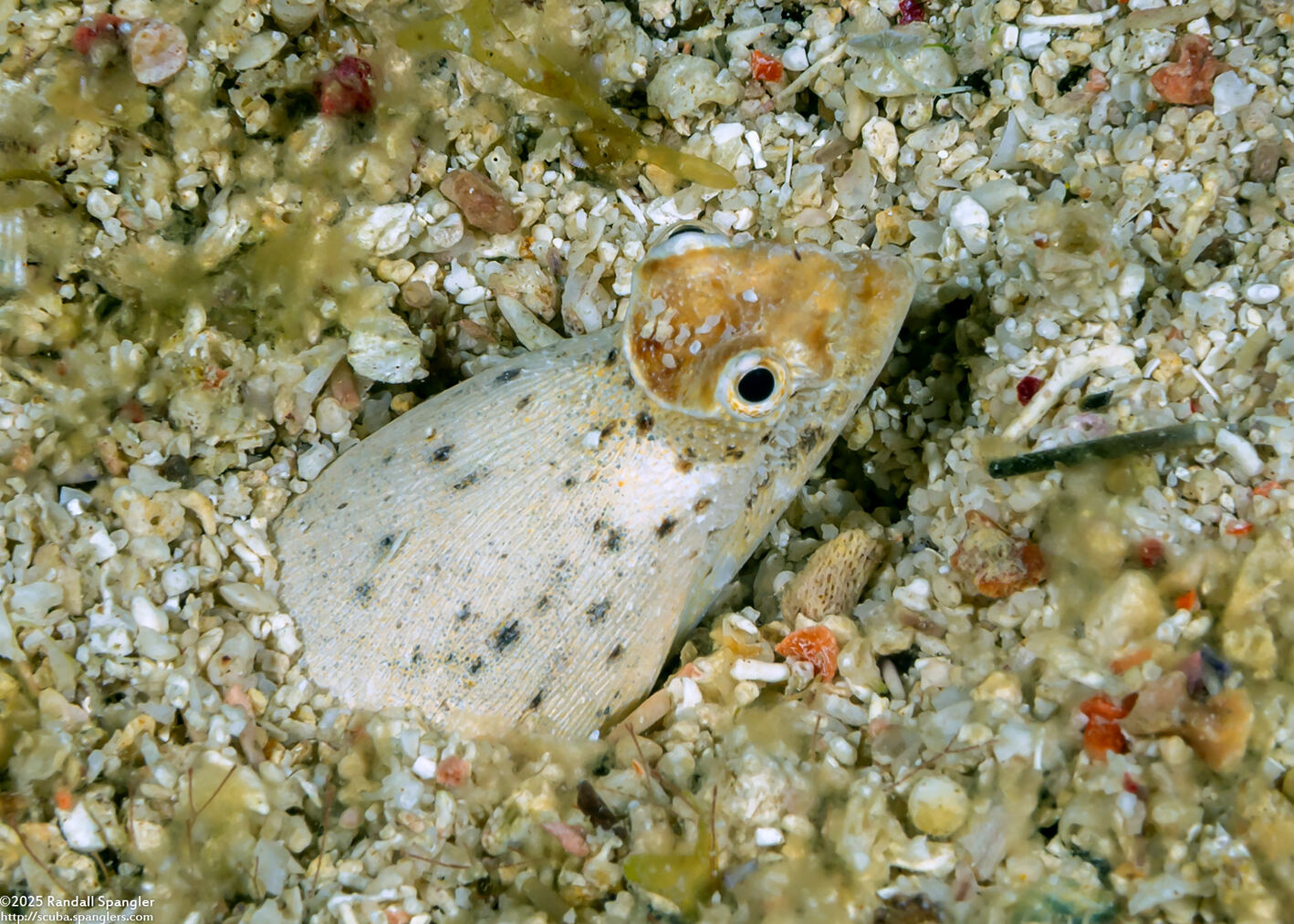 Brachysomophis henshawi (Reptilian Snake Eel)