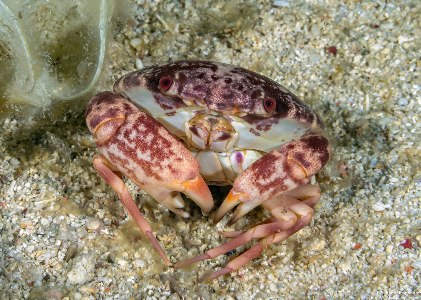 Carpilius convexus (Convex Crab)