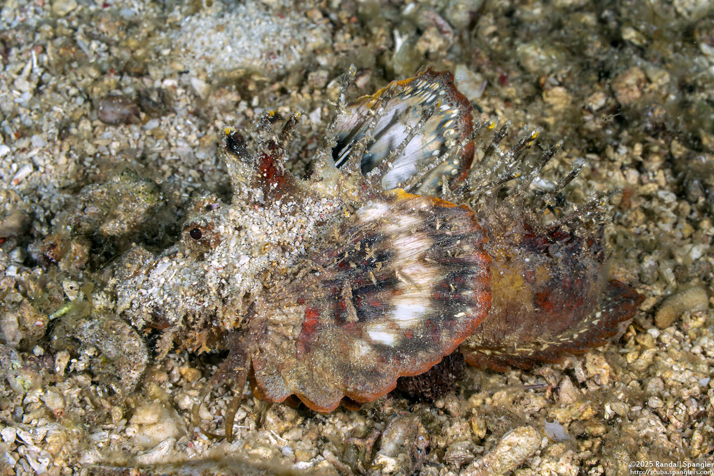 Inimicus didactylus (Spiny Devilfish)