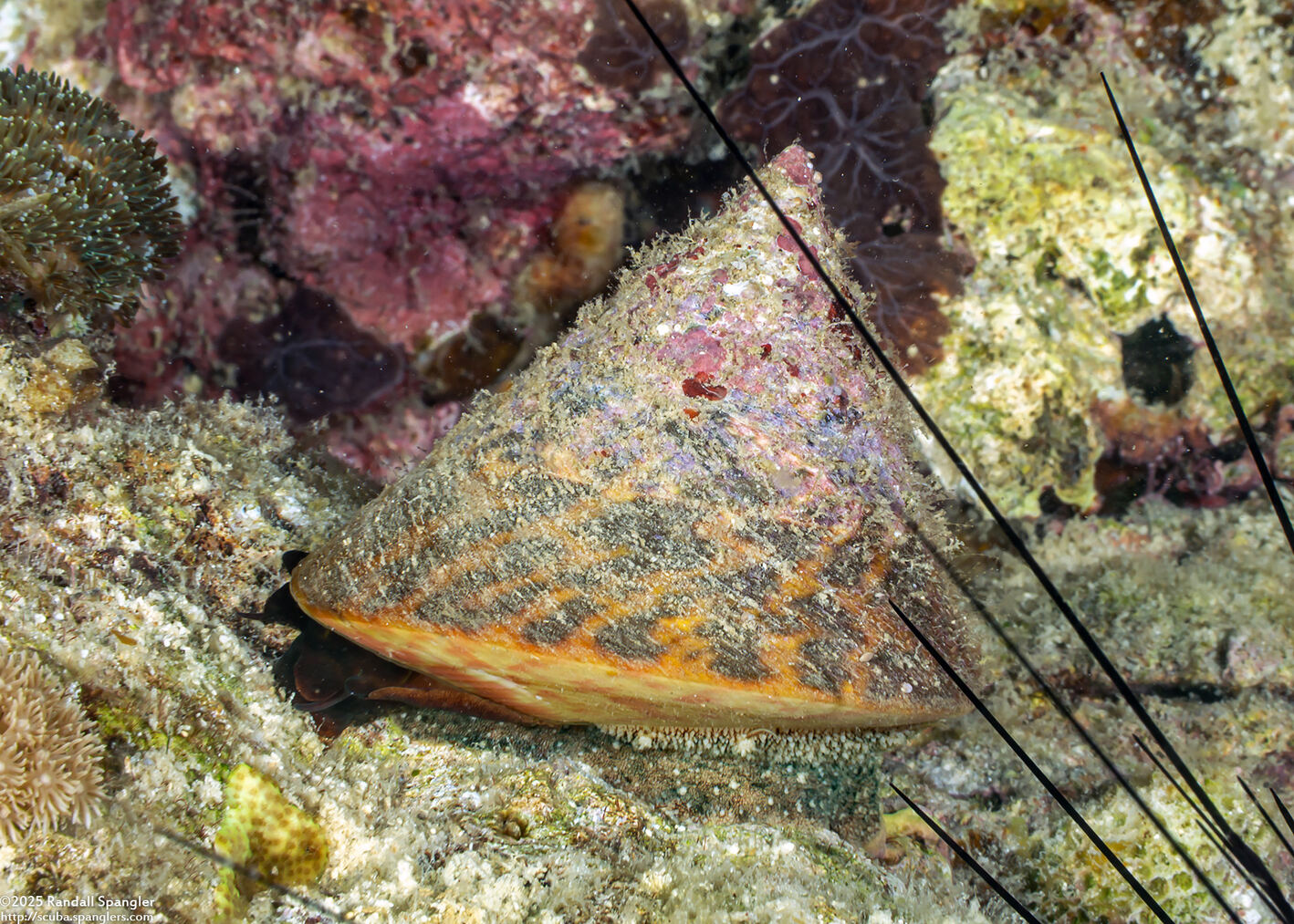 Rochia nilotica (Commercial Top Snail)