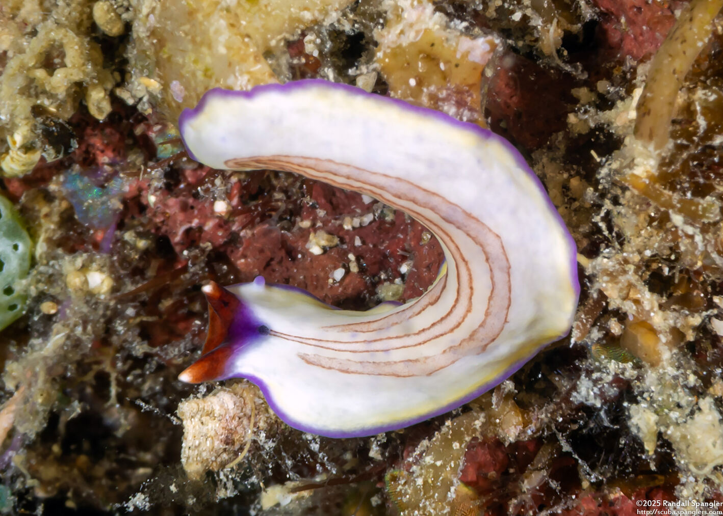 Pseudoceros cf.2 rubrotentaculatus (Pseudoceros cf.2 Rubrotentaculatus)