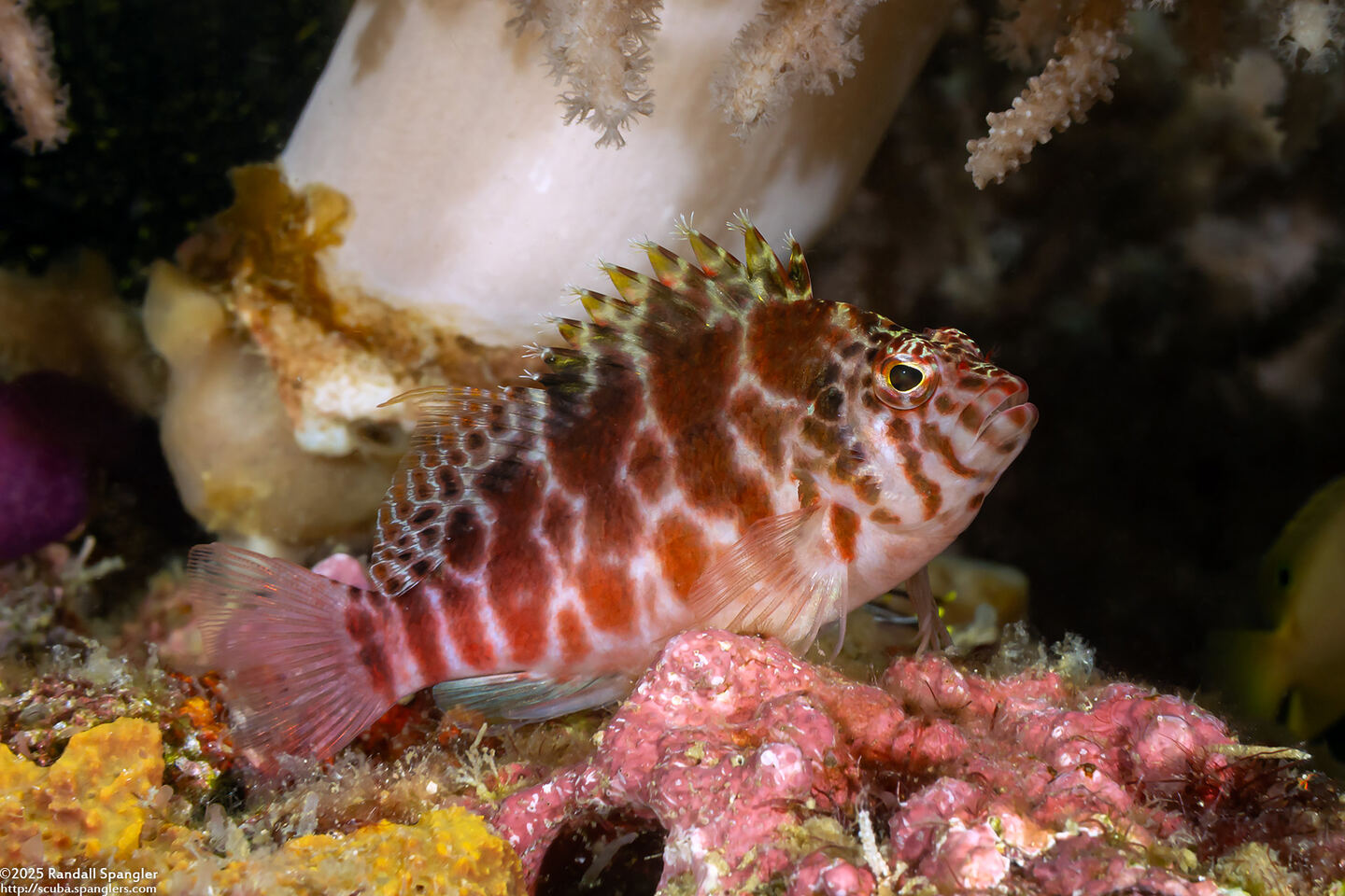 Cirrhitichthys aprinus (Threadfin Hawkfish)