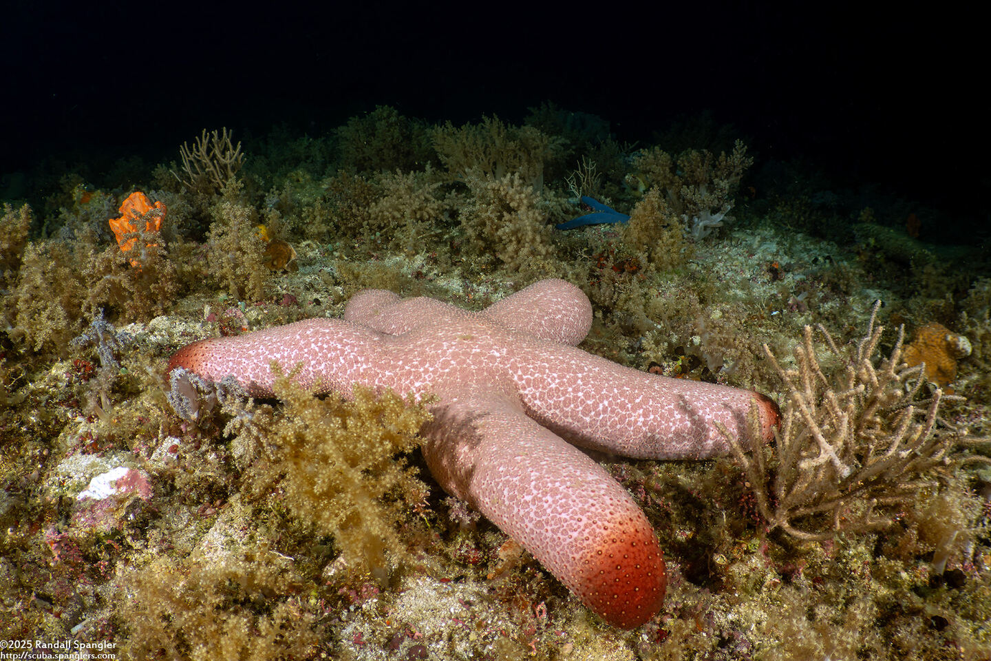 Thromidia catalai (Catala's Star)