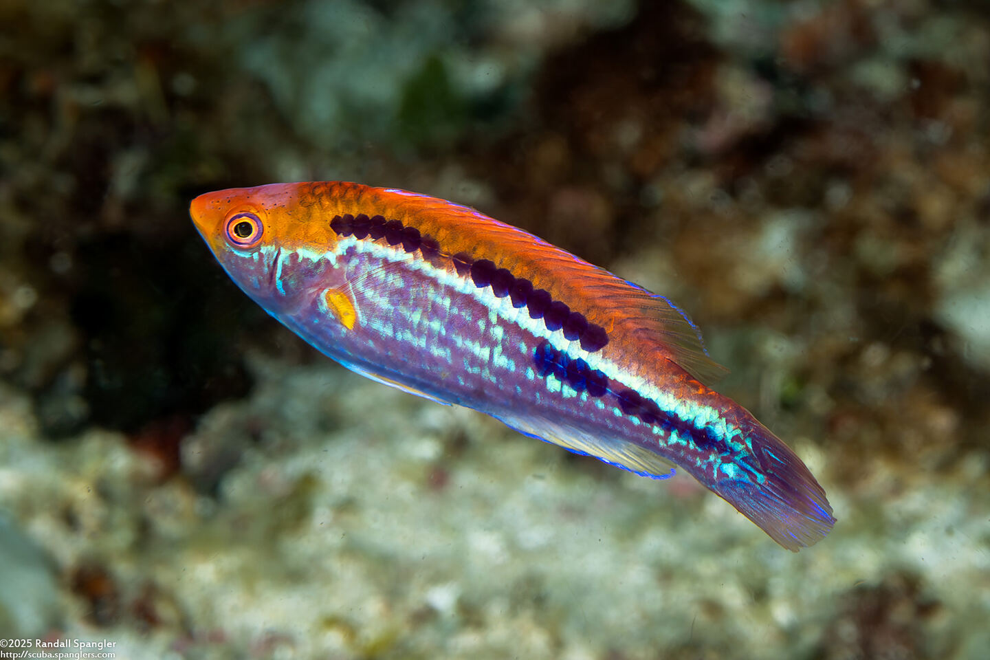 Cirrhilabrus lubbocki (Yellowback Fairy Wrasse)