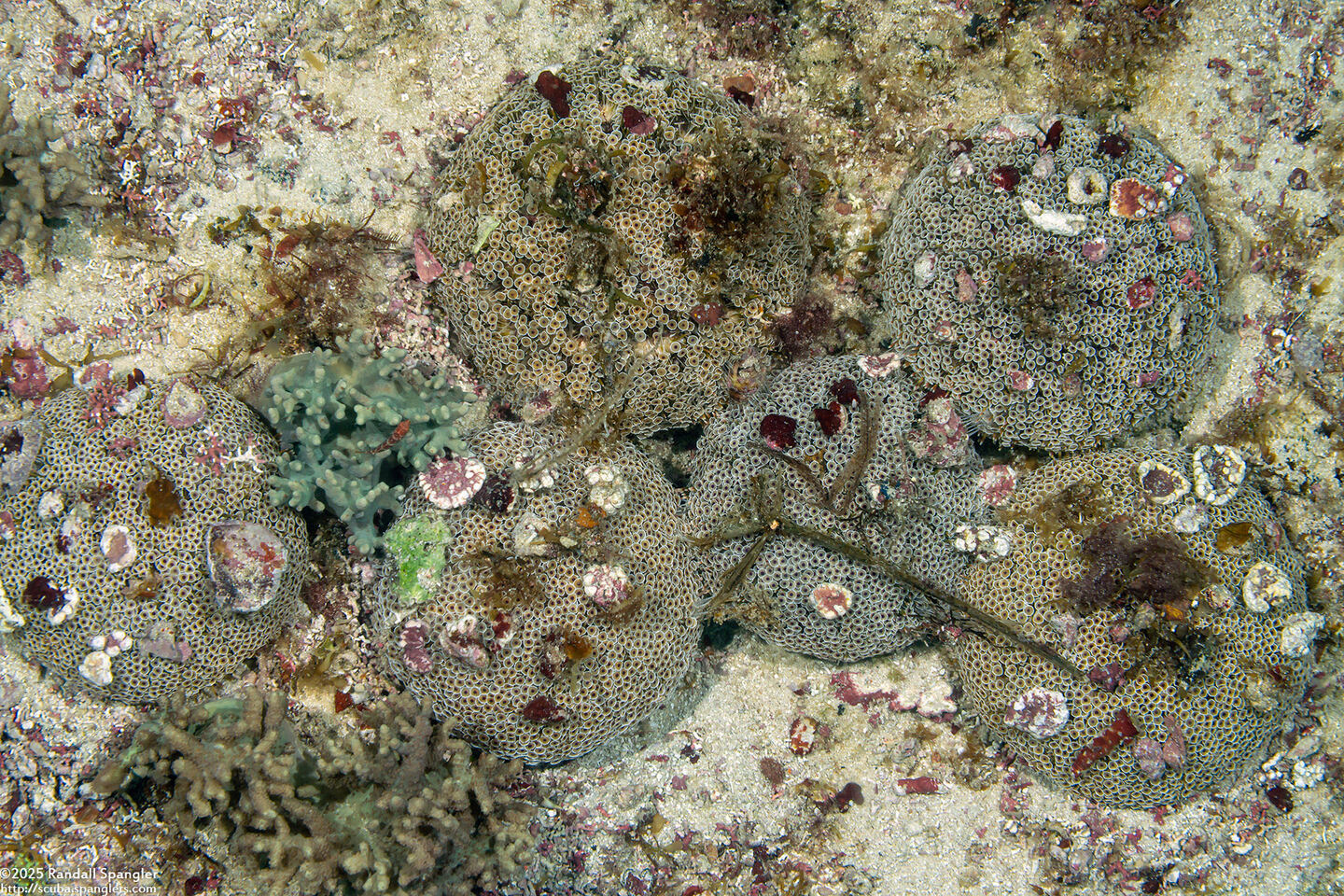 Toxopneustes pileolus (Flower Urchin)