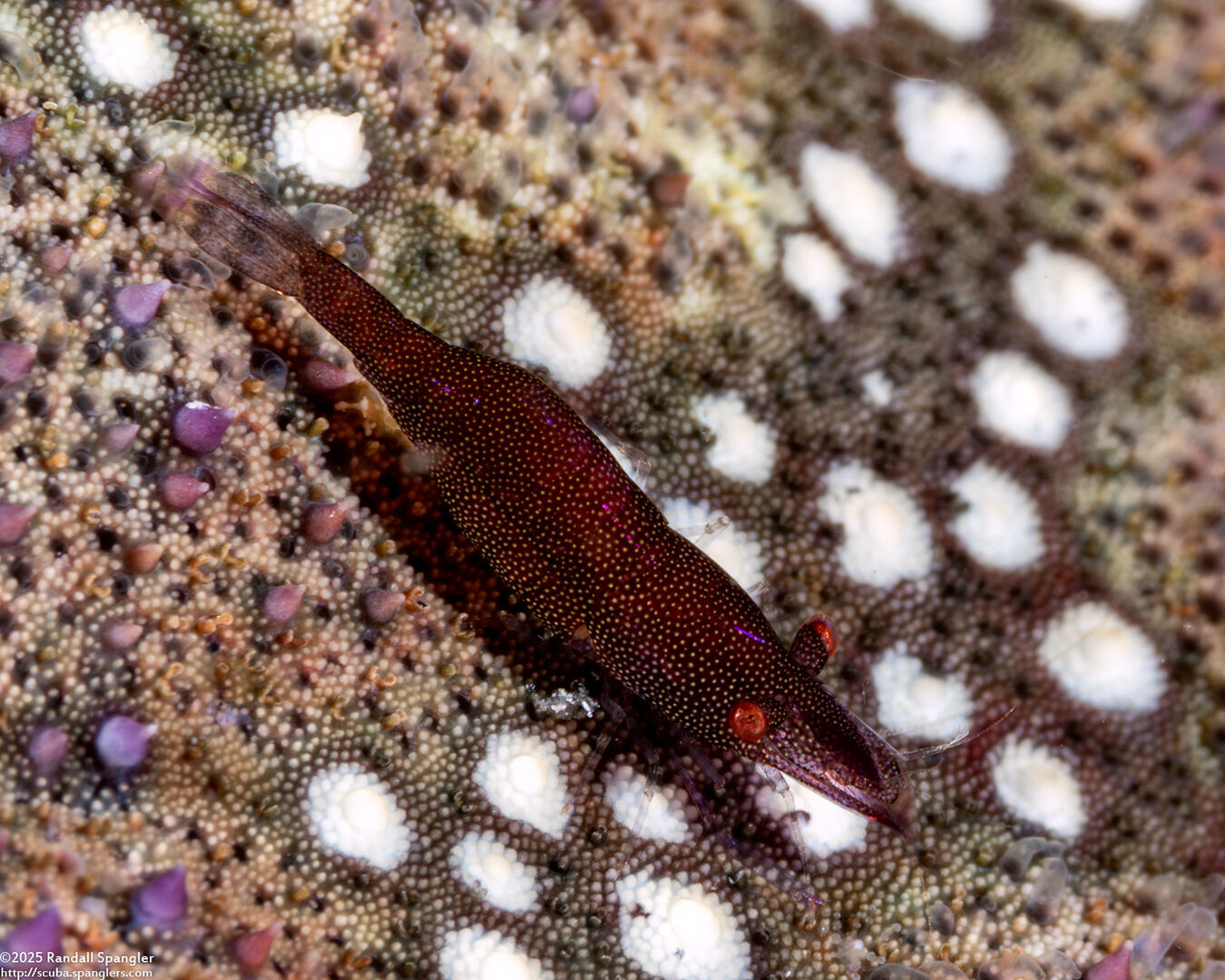 Zenopontonia soror (Sea Star Shrimp)