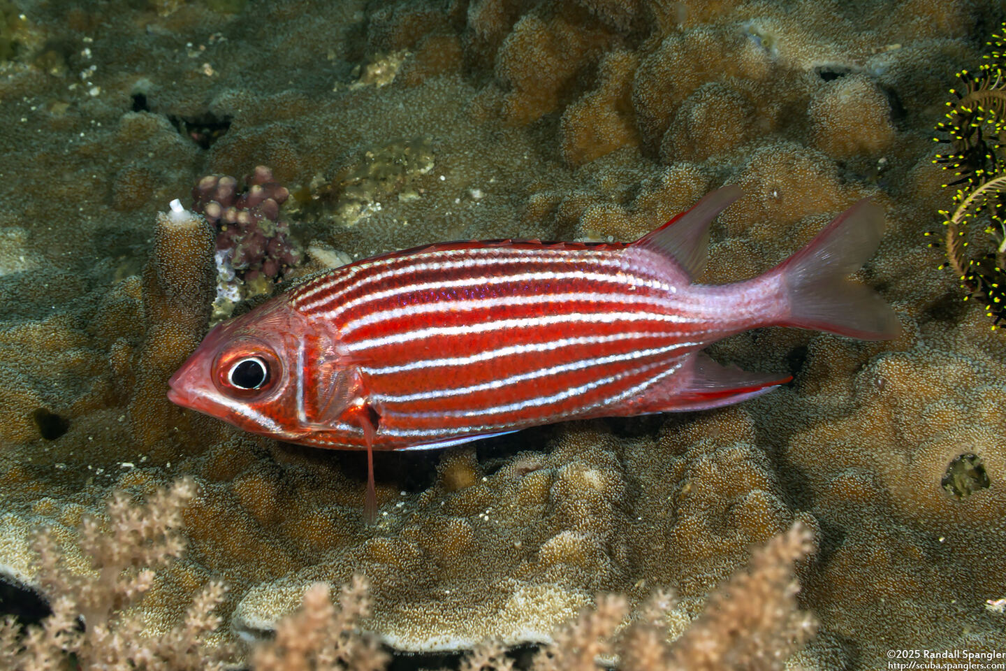 Sargocentron diadema (Crown Squirrelfish)