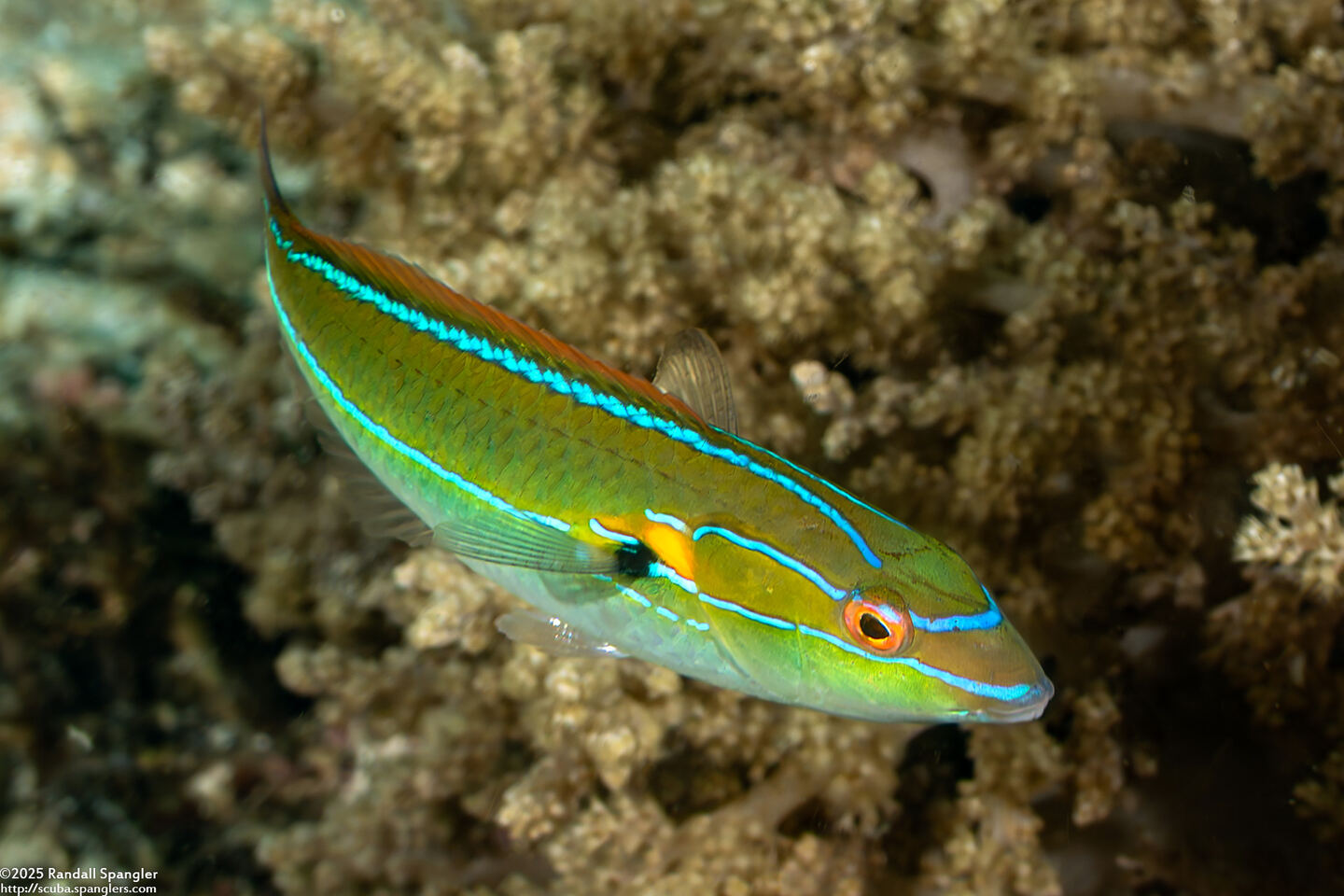 Stethojulis interrupta (Cutribbon Wrasse)