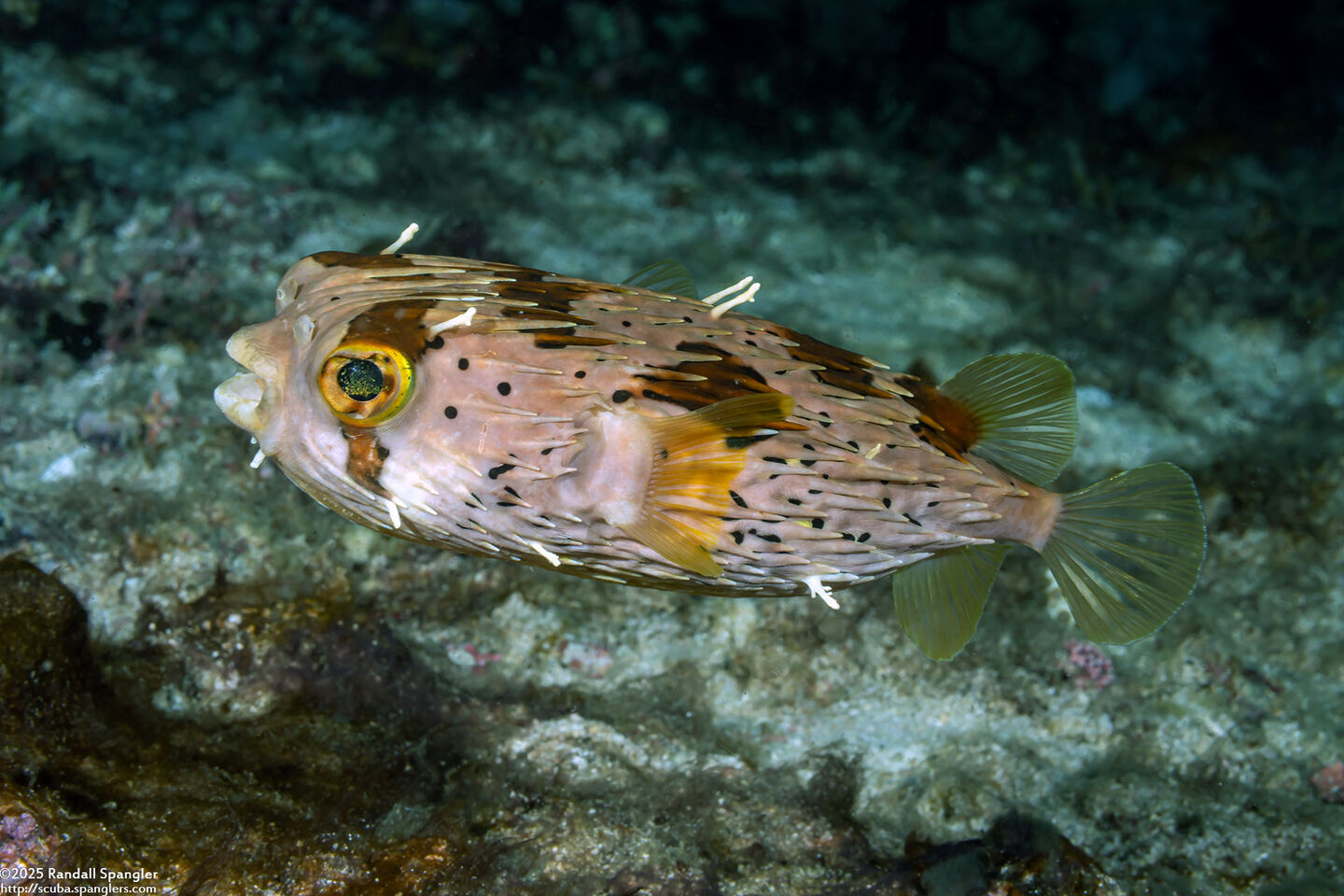 Diodon holocanthus (Longspine Porcupinefish)