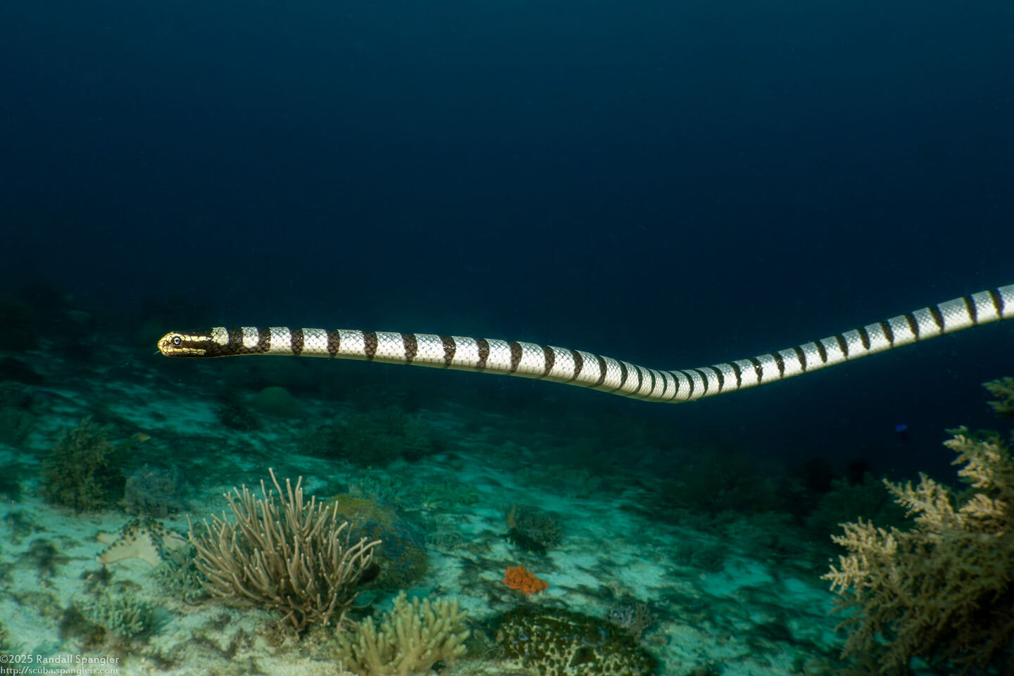 Laticauda colubrina (Banded Sea Krait)