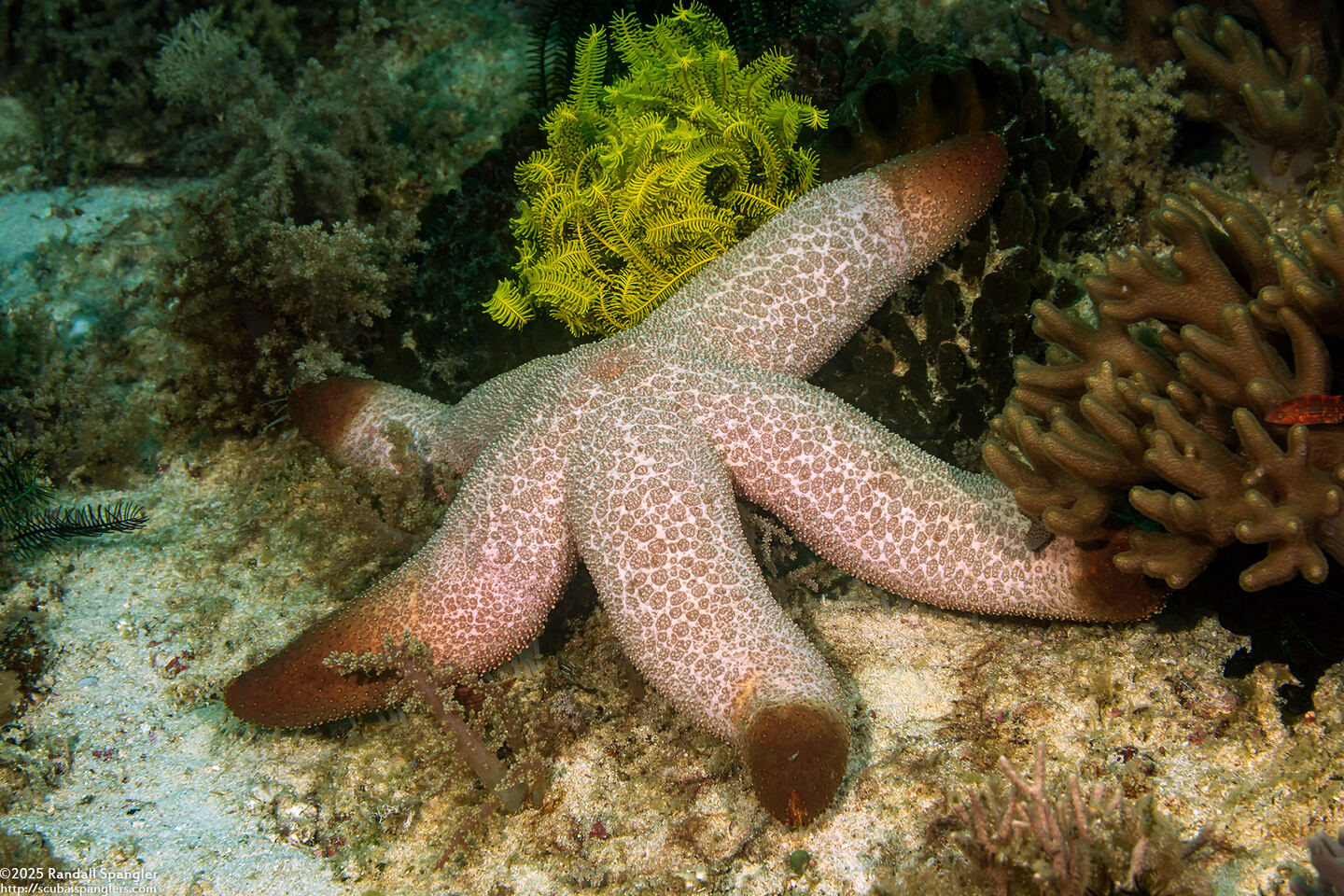 Thromidia catalai (Catala's Star)