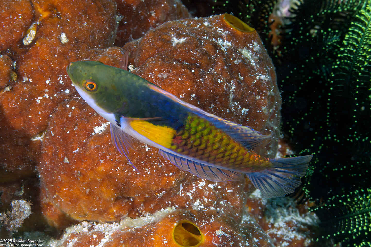 Cirrhilabrus ryukyuensis (Yellowflanked Fairy Wrasse)