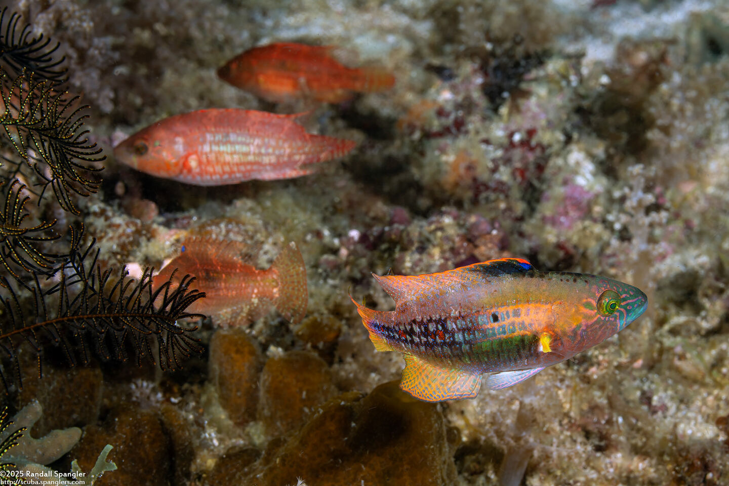 Oxycheilinus bimaculatus (Twospot Wrasse)